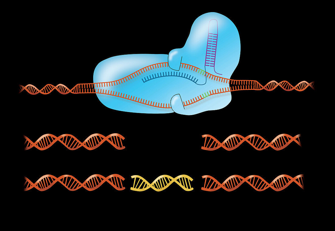 CRISPR, Illustration
