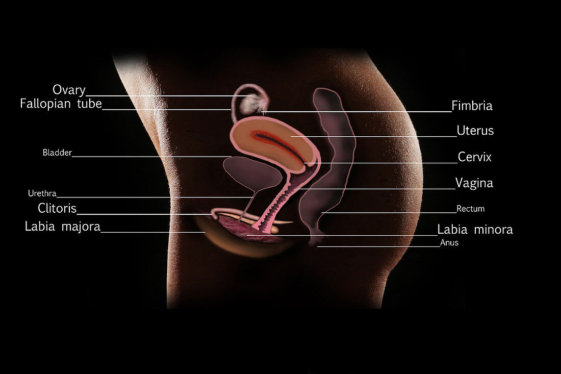 Female Reproductive Organs, Illustration