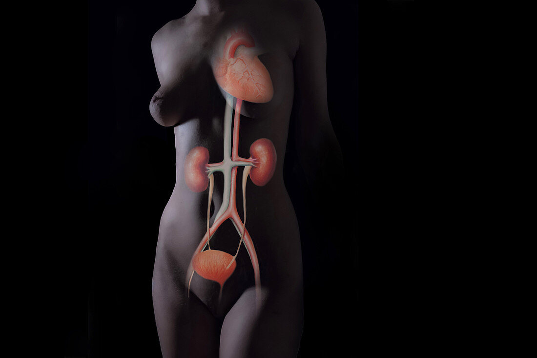 Urinary System Female Torso