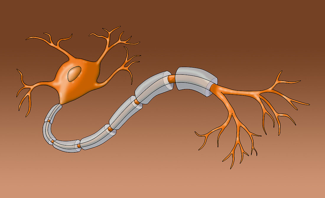 Neuron with Healthy Myelin Sheath