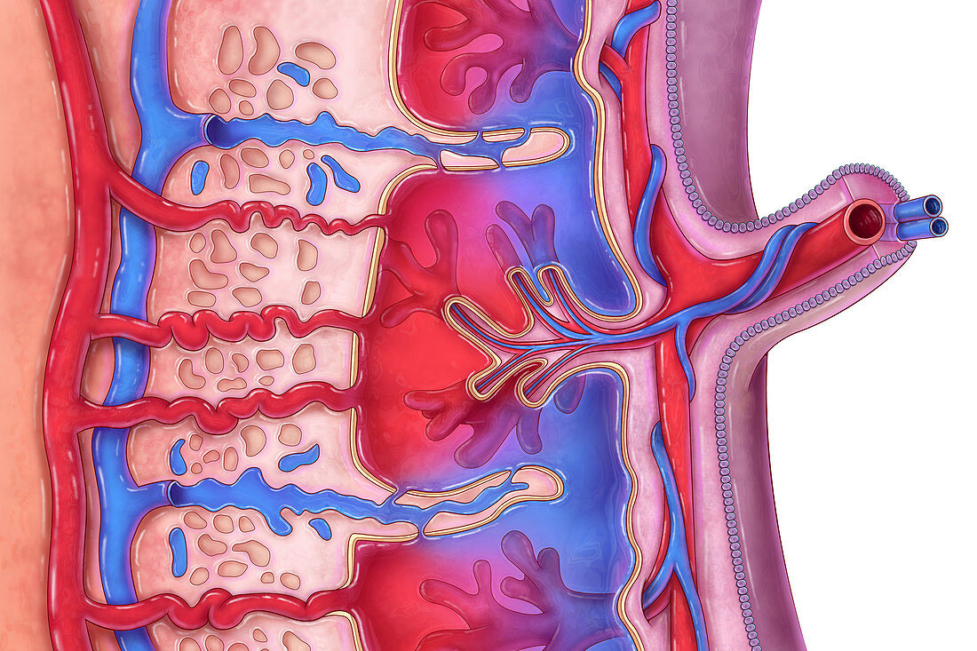Placenta and Umbilical Cord, illustration