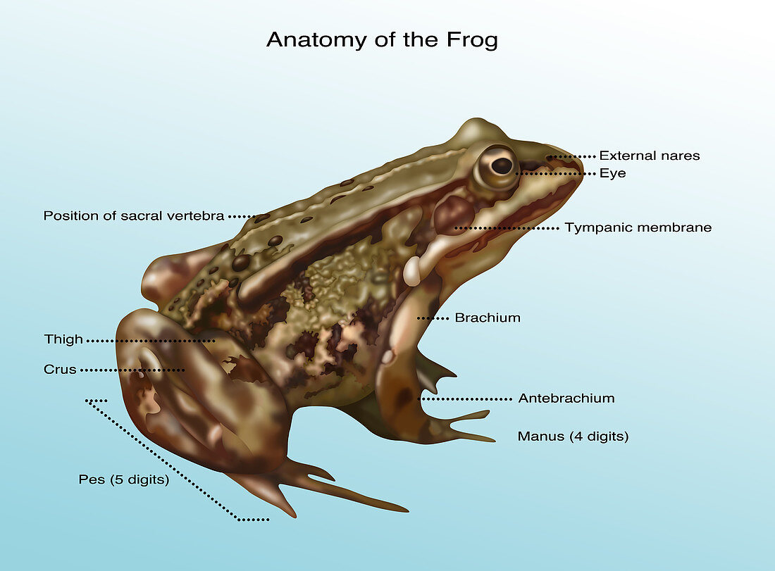 Frog Anatomy, Illustration