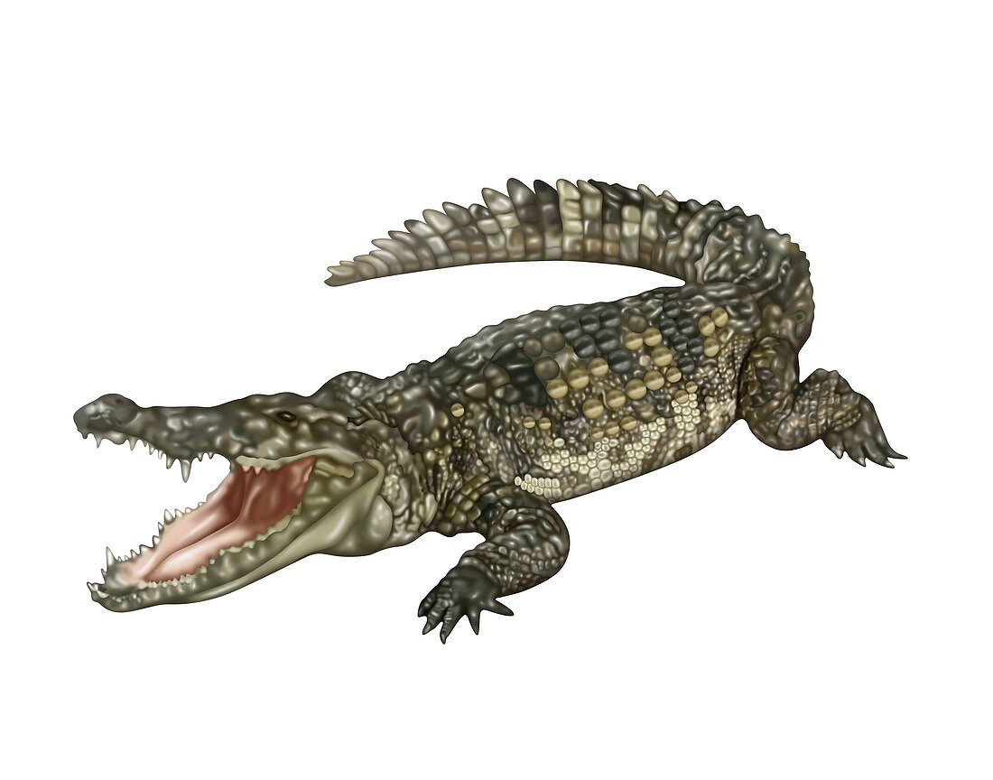 Crocodile, Illustration