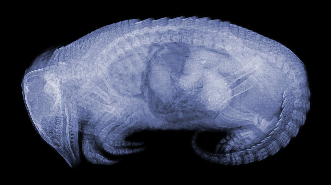 Armadillo, X-ray