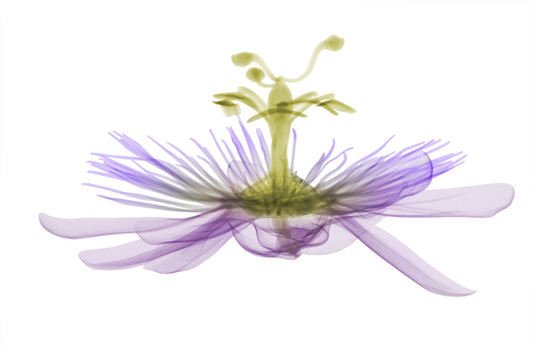 Passion flower, X-ray