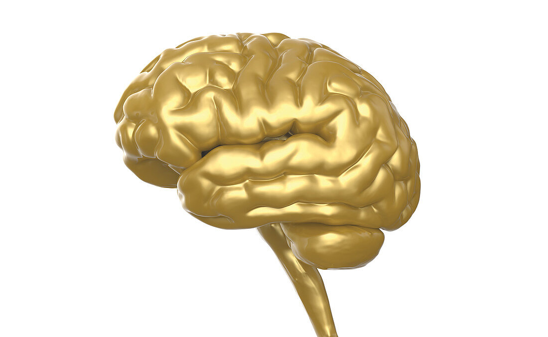 Gold Brain, Illustration