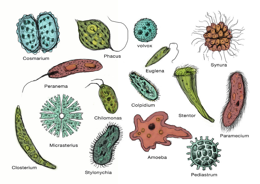 Microorganisms, Illustration