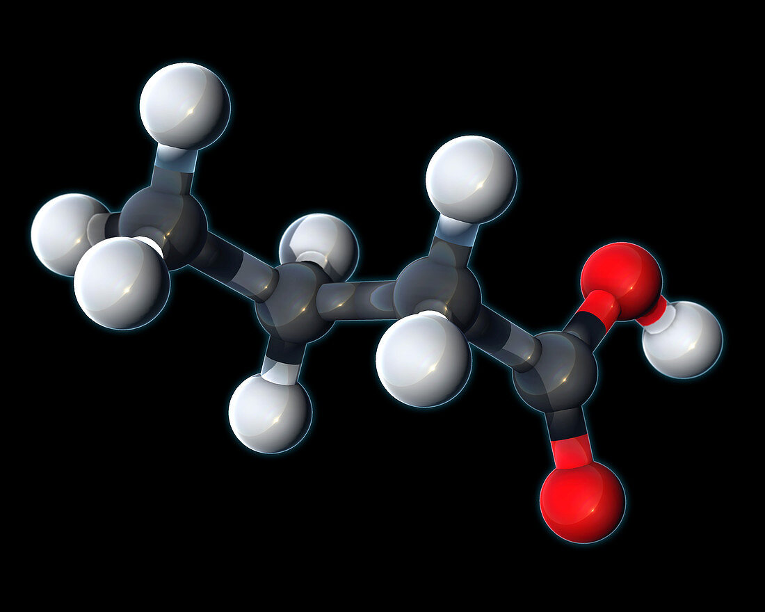 Butyric Acid, Molecular Model