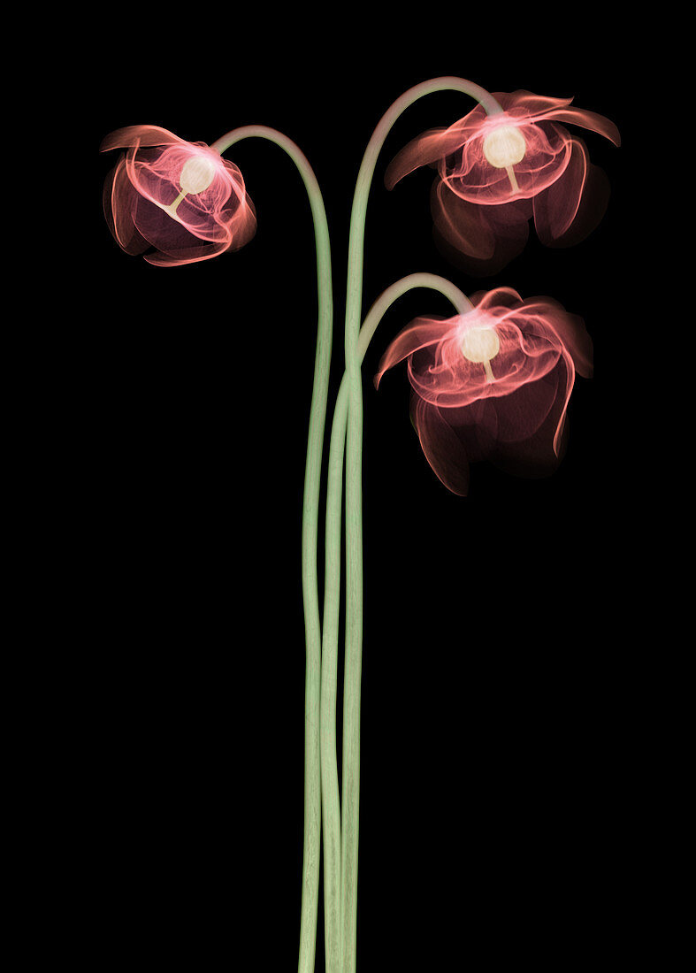 Pitcher Plant Flowers, X-ray
