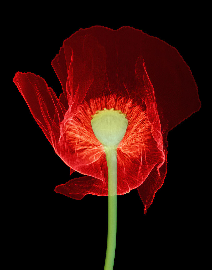 Opium Poppy, X-ray