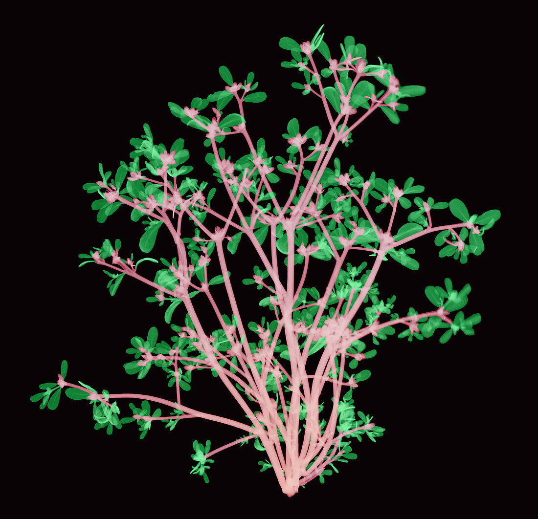 Purslane, X-ray