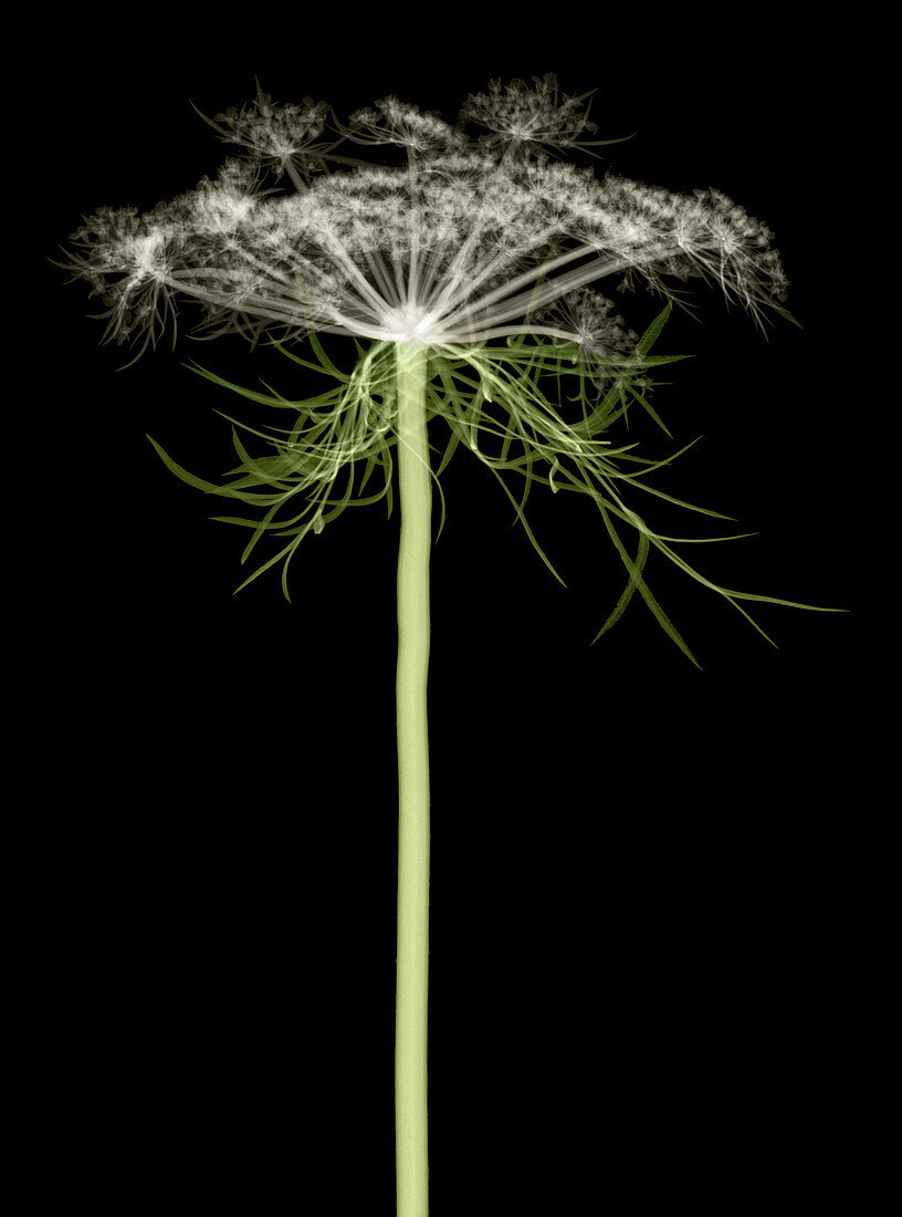 Queen Anne's Lace, X-ray