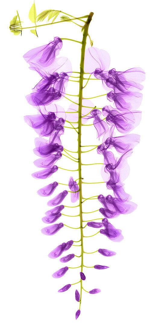 Wisteria Flowers, X-ray