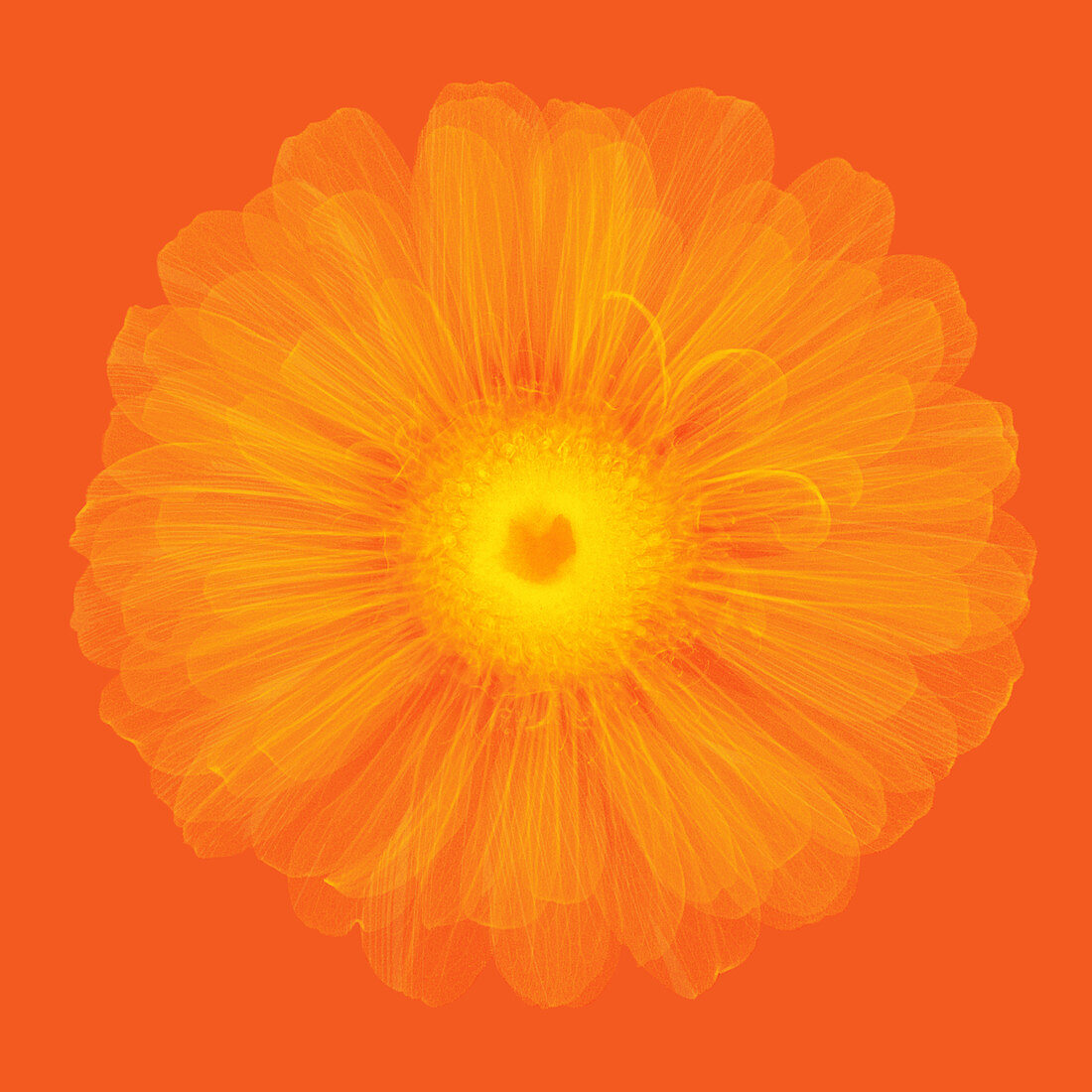 Zinnia Flower, X-ray