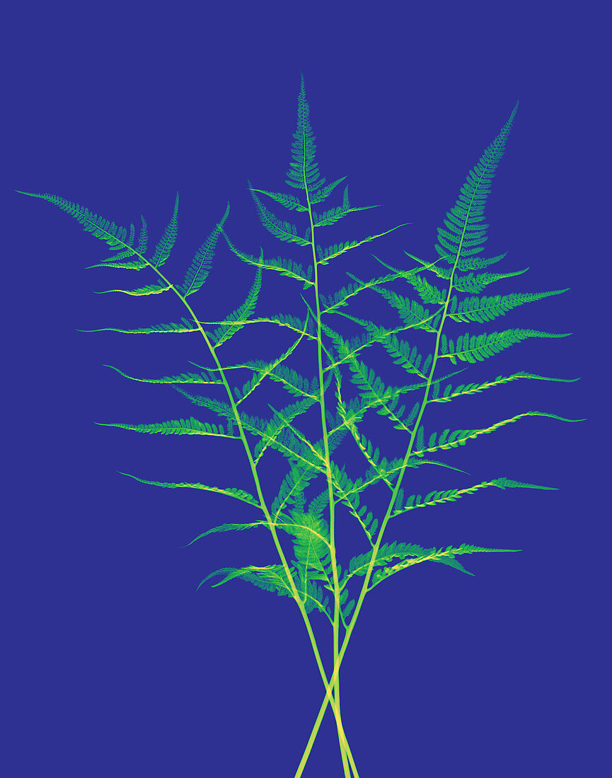 Fern, X-ray