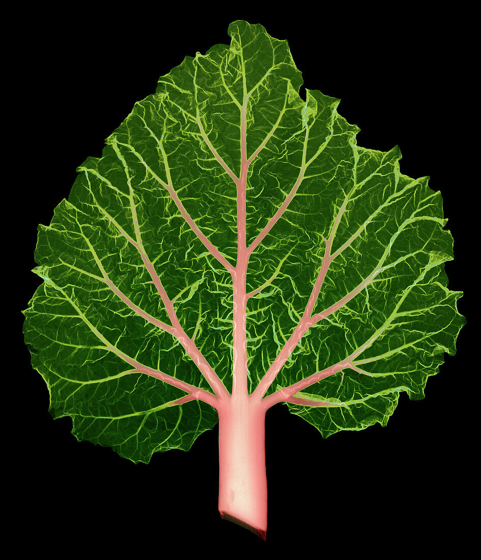 Rhubarb Leaf, Rheum sp., X-ray