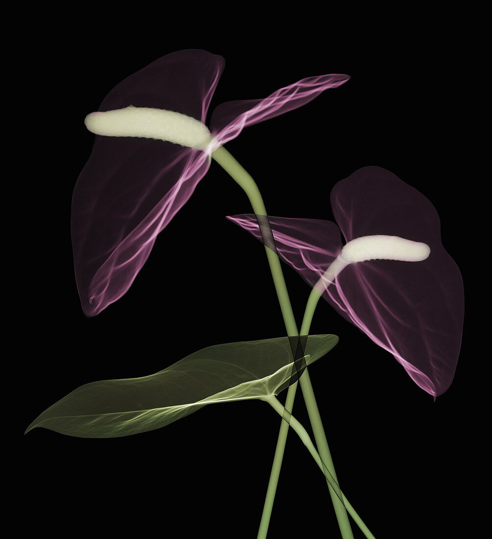 Anthurium Flowers, X-ray