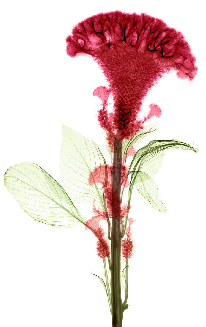 Cockscombs Flower, X-ray