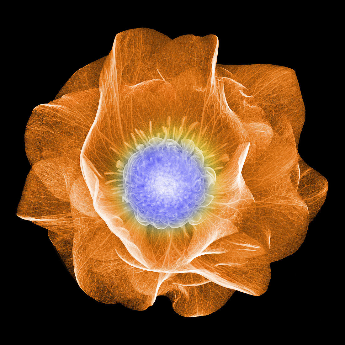 Hellebore Flower, X-ray