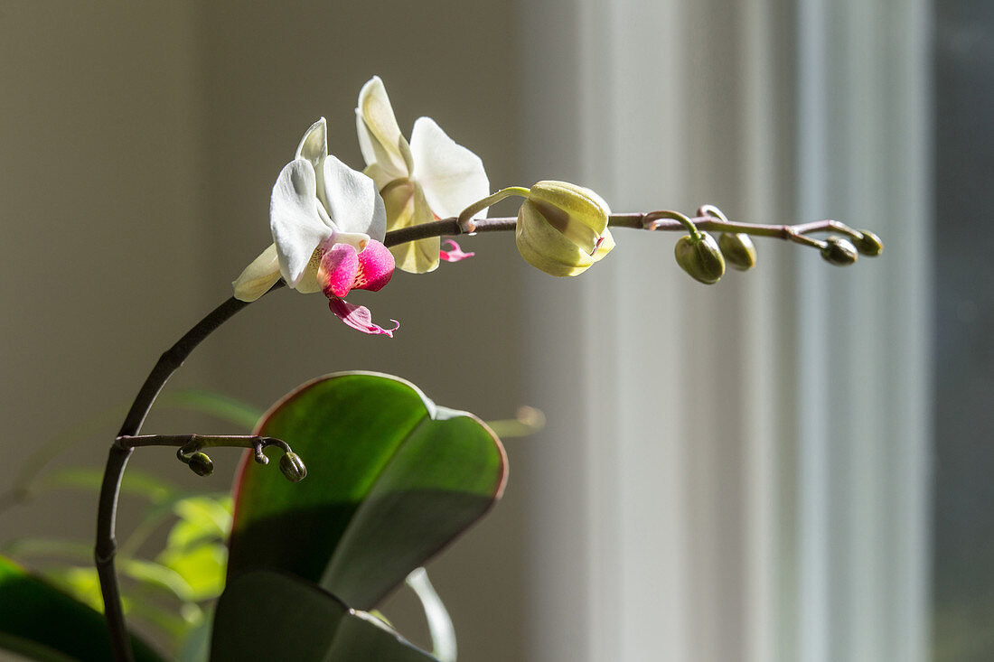 Phototropism of Orchid Bloomstock 3 of 6