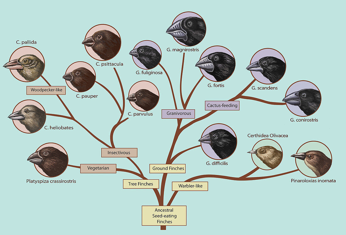 Finch Family Tree, Illustration