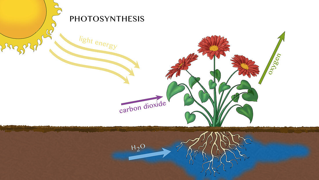 Photosynthesis, Illustration
