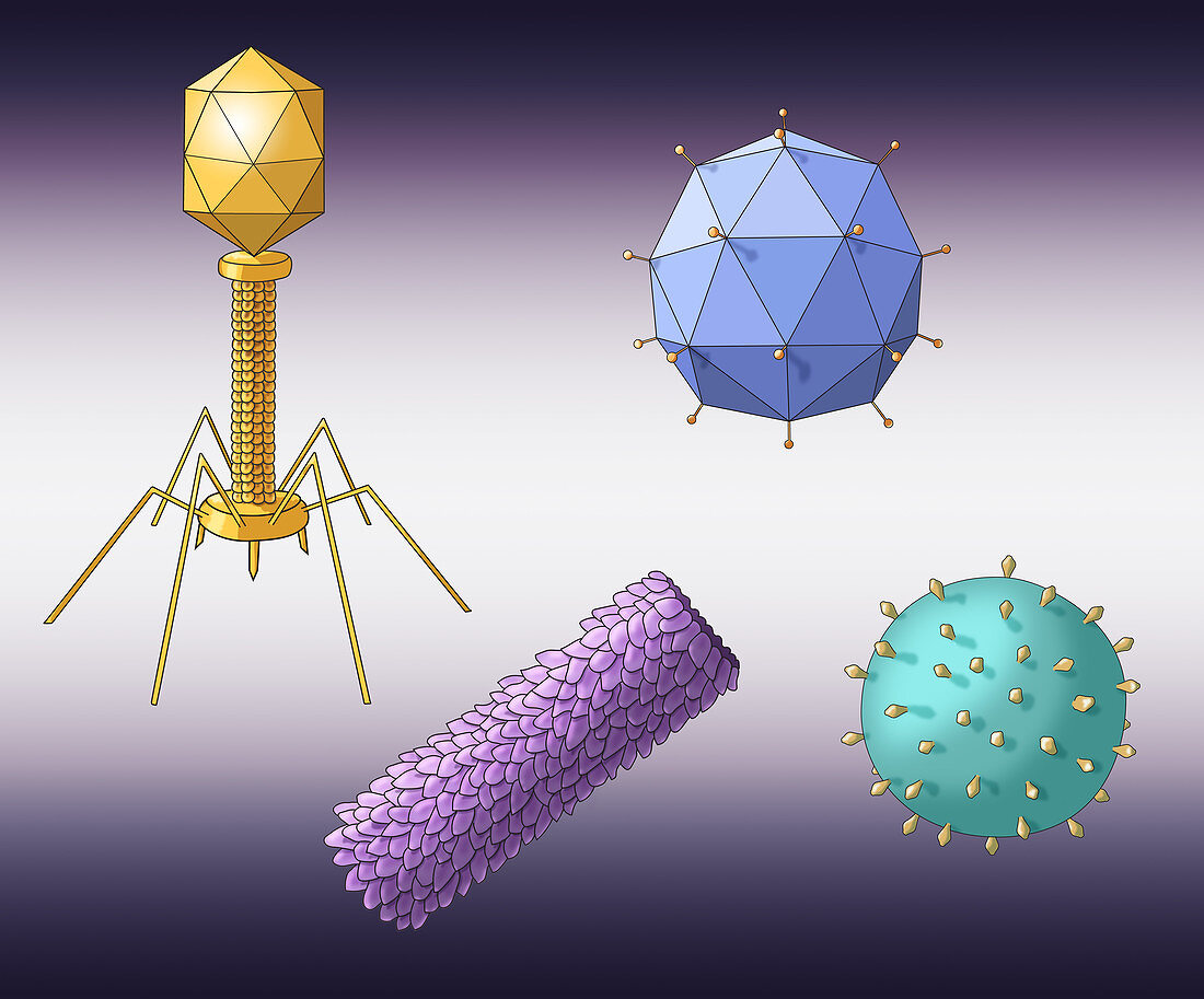 Virus Shapes, Illustration