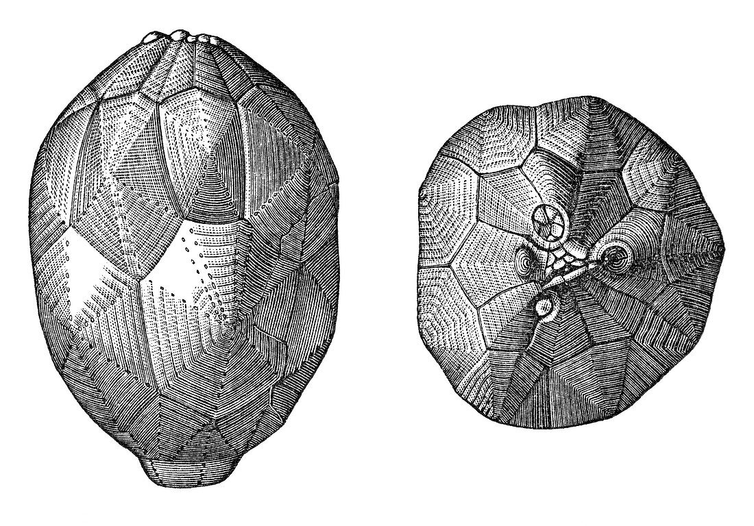 Silurian Echinoderm