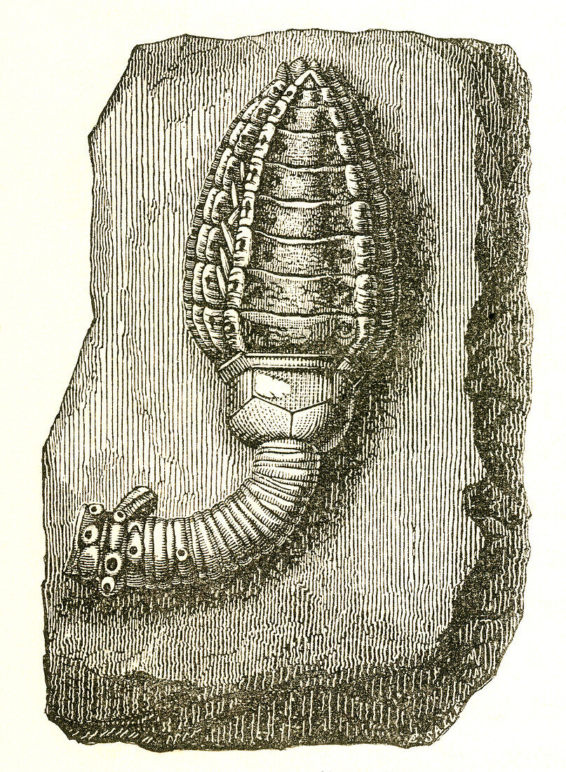 Devonian Crinoid
