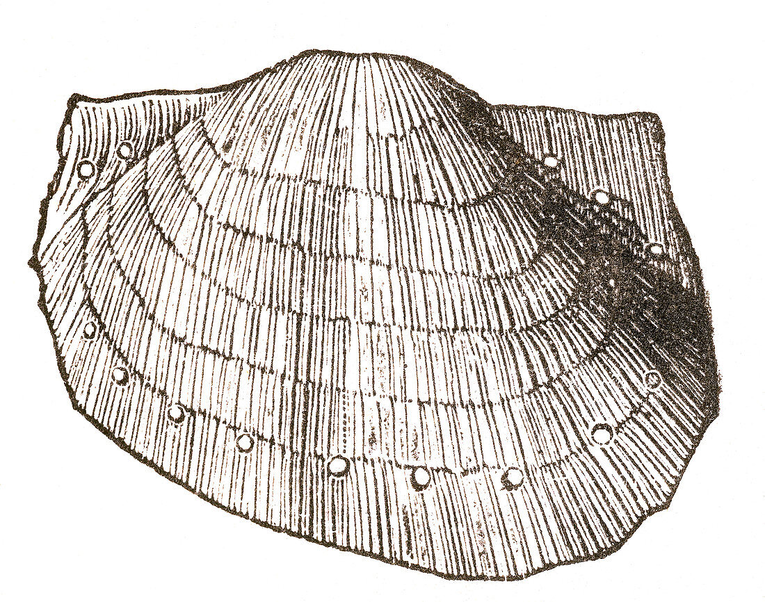 Carboniferous Brachiopod