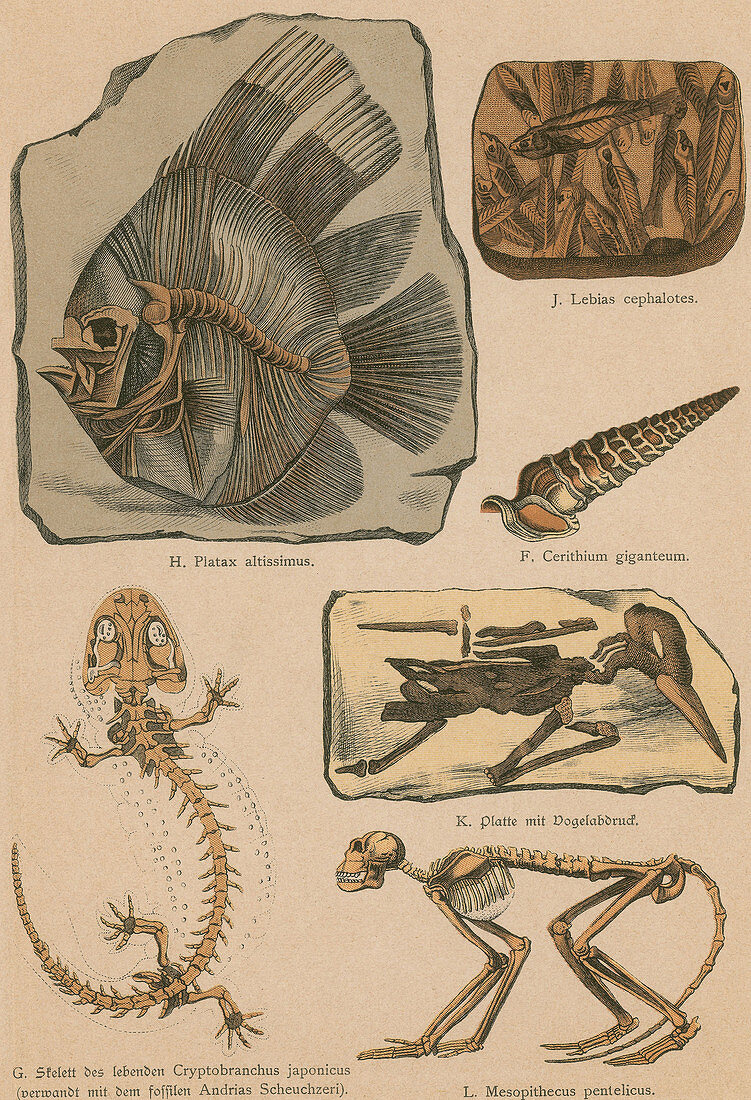 Illustrated Geology and Palaeontology