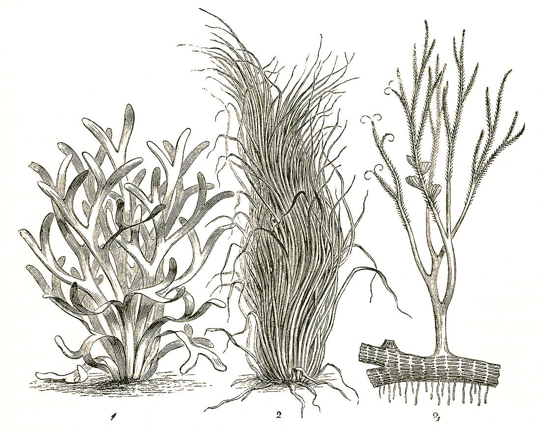 Devonian Plants
