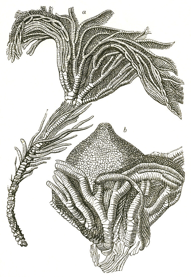 Crinoid Fossils