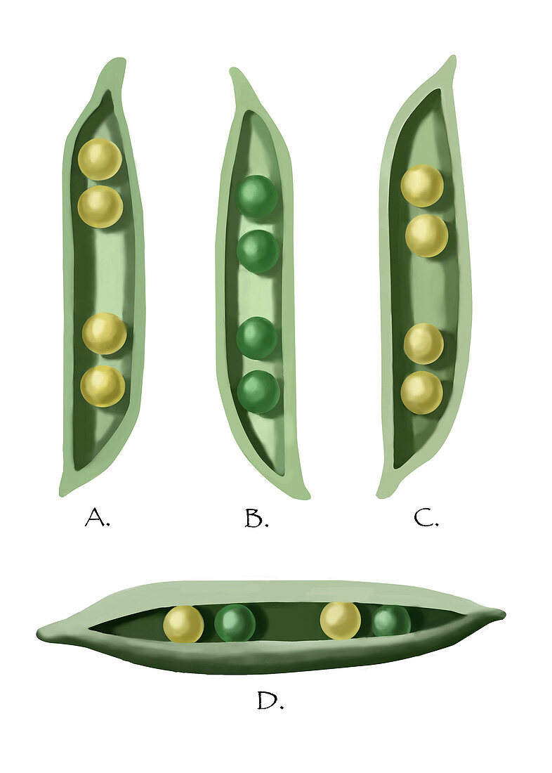 Mendel's Peas