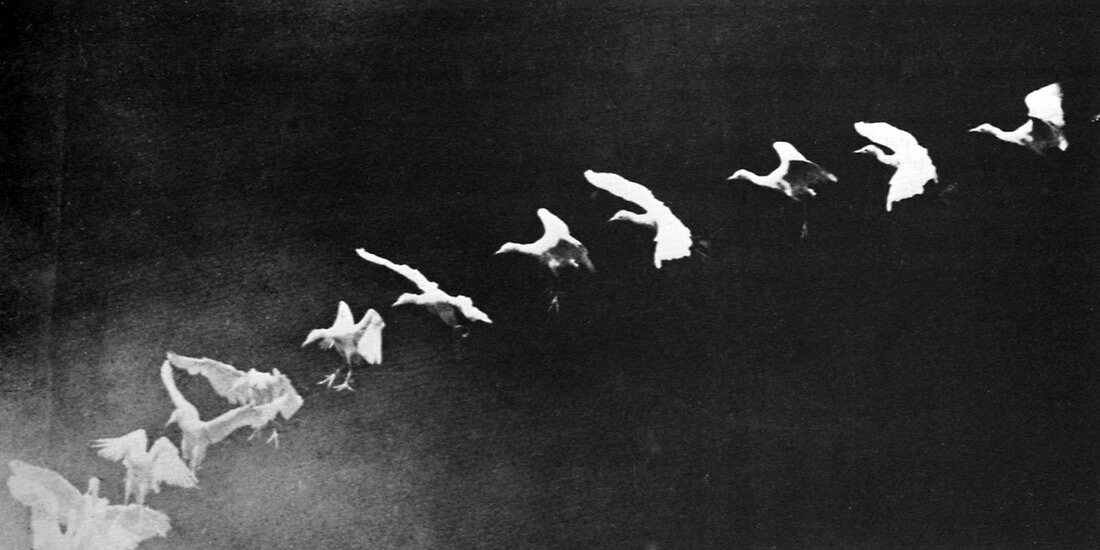 Flying Heron, 1886