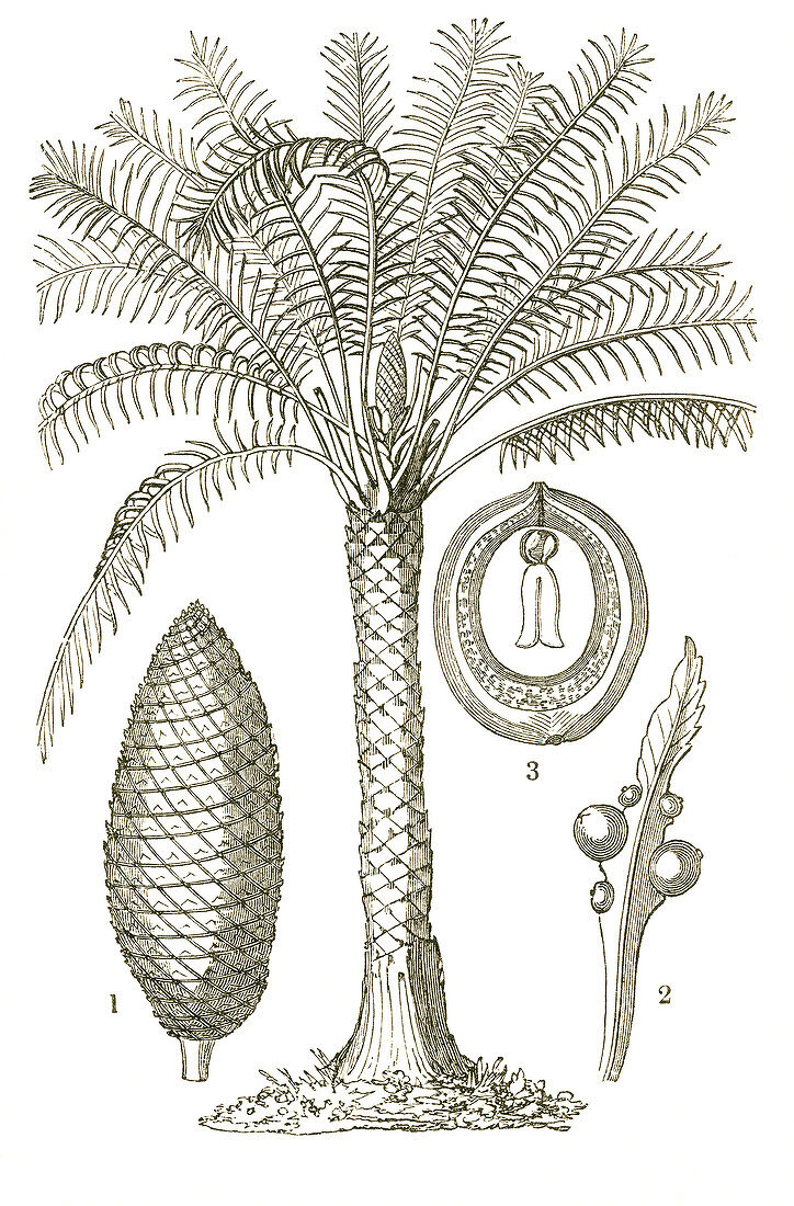 Cycad Illustration