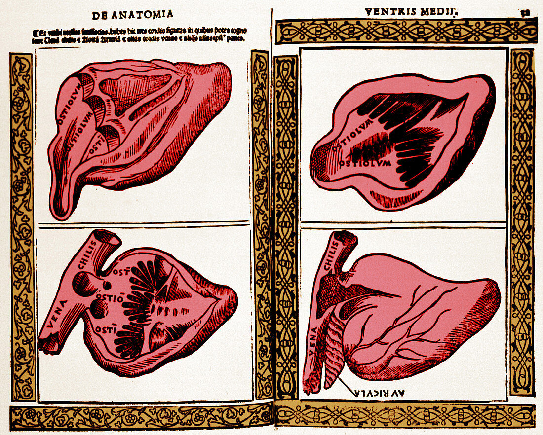 Heart Illustration, 1523