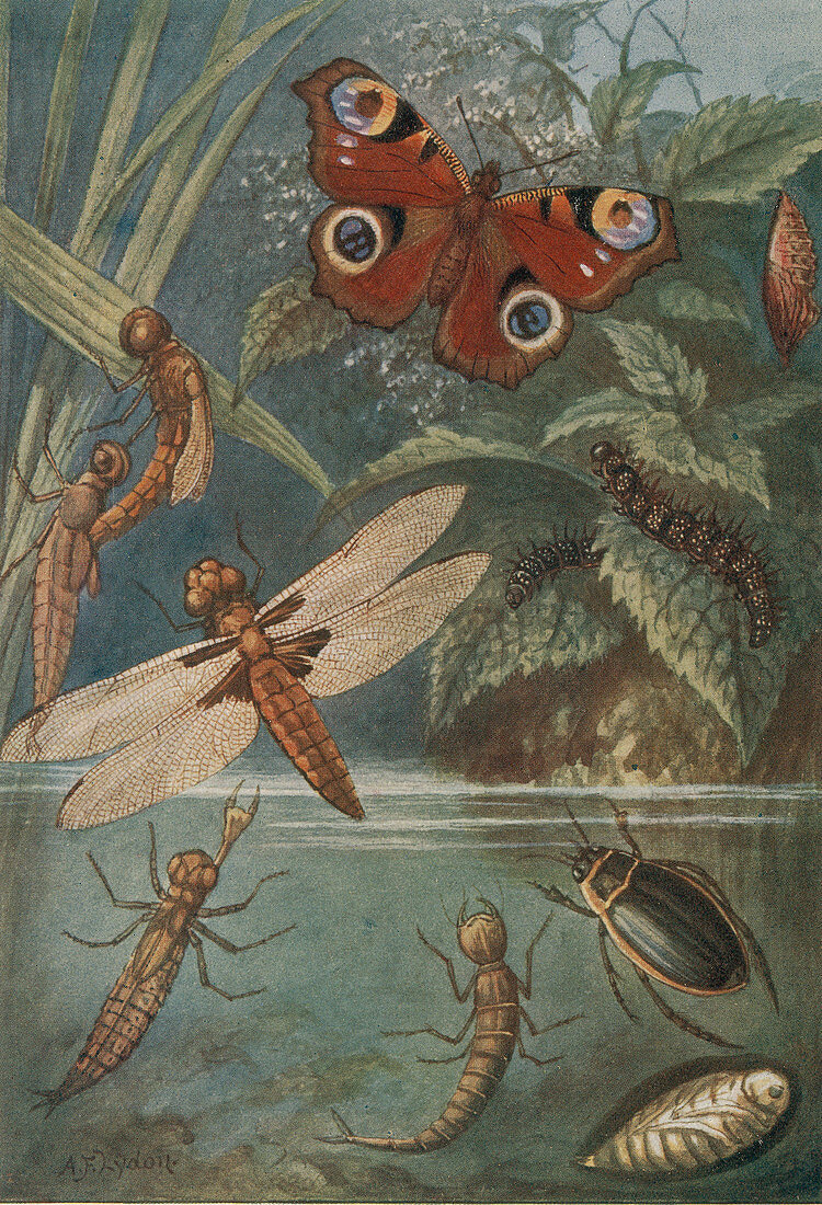 Metamorphoses, Life Cycle of Insects
