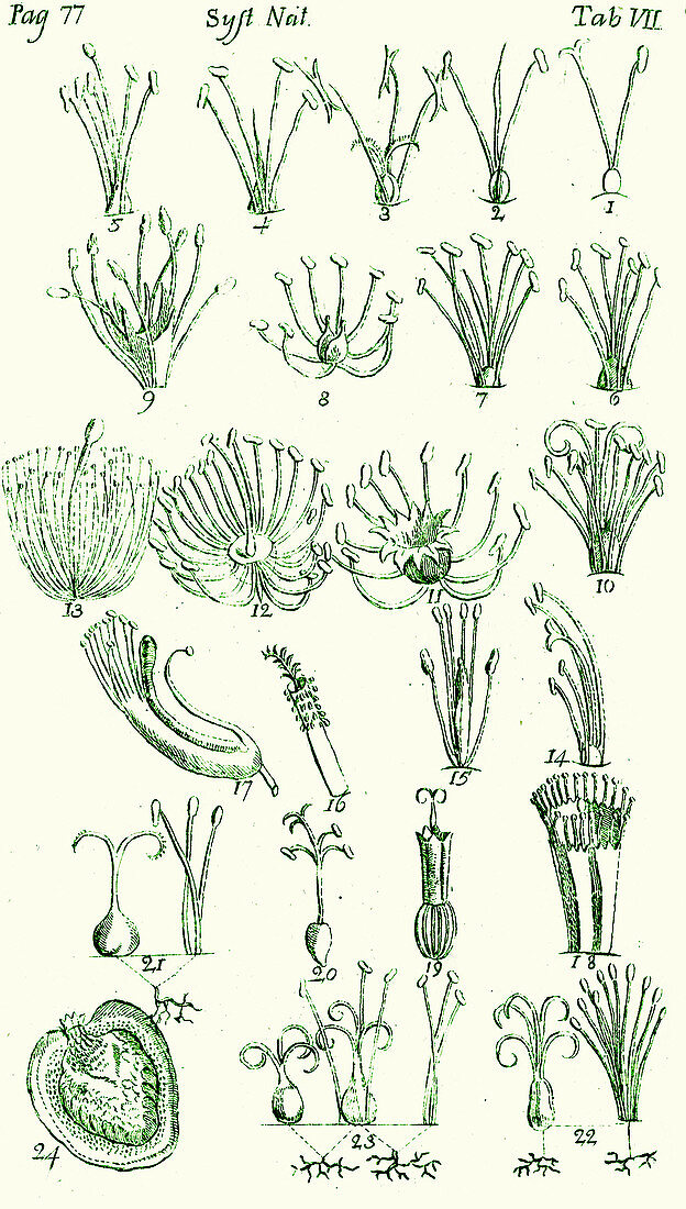 Plant Sexual Systems, Linnaeus, 1735