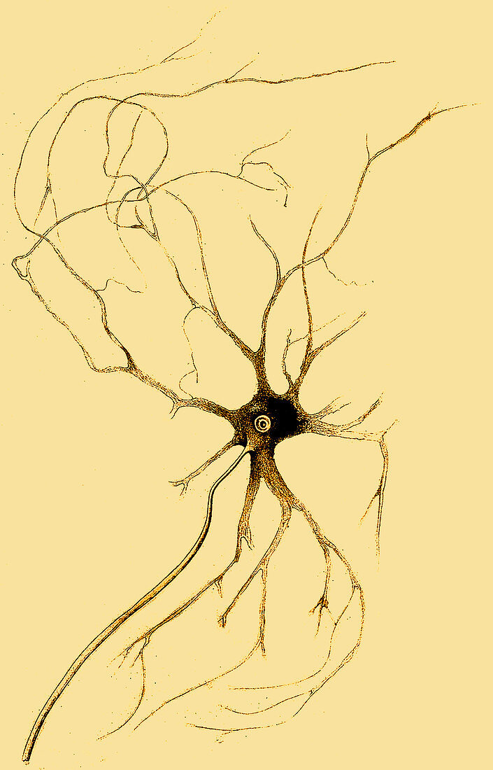 Nerve Cell from Spinal Cord, Deiters, 1865