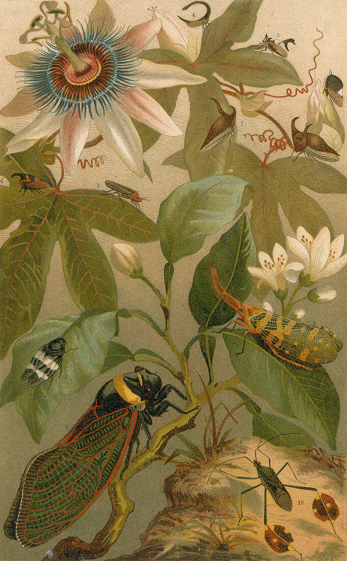 Clematis, Cicada and Beetles, 1894