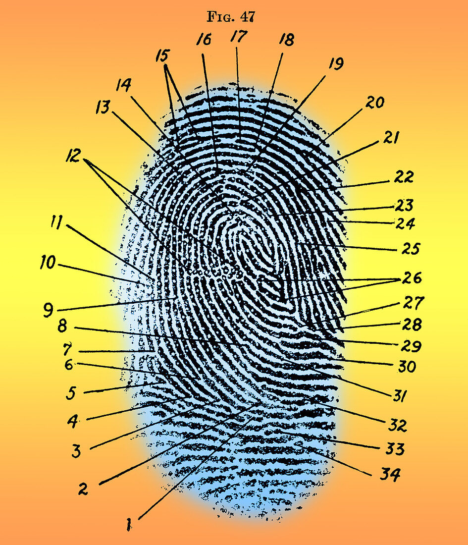 Fingerprint Diagram, 1940