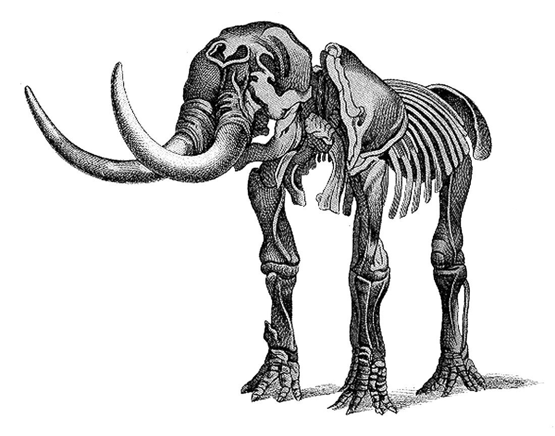 Mastodon, Cenozoic Mammal