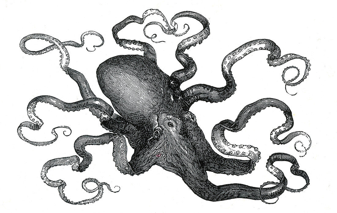 Octopus, 19th Century