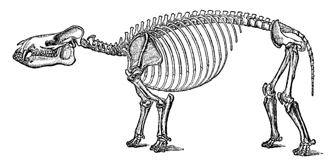 Coryphodon, Cenozoic Mammal