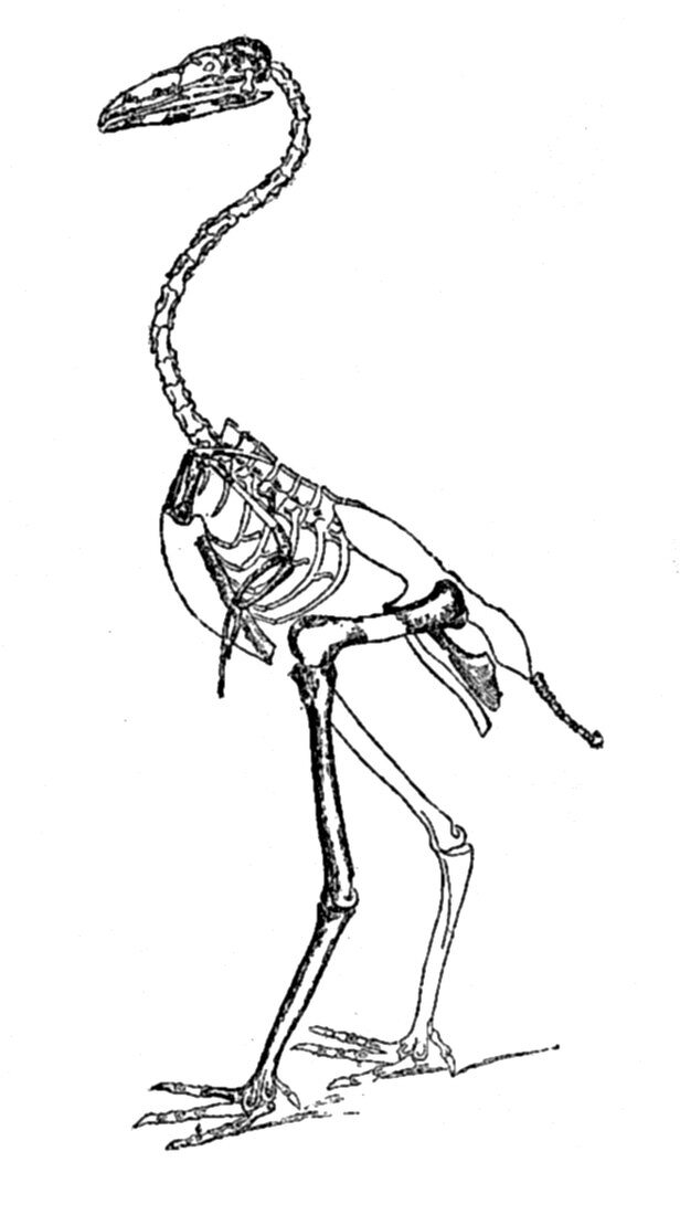 Gastornis, Cenozoic Bird