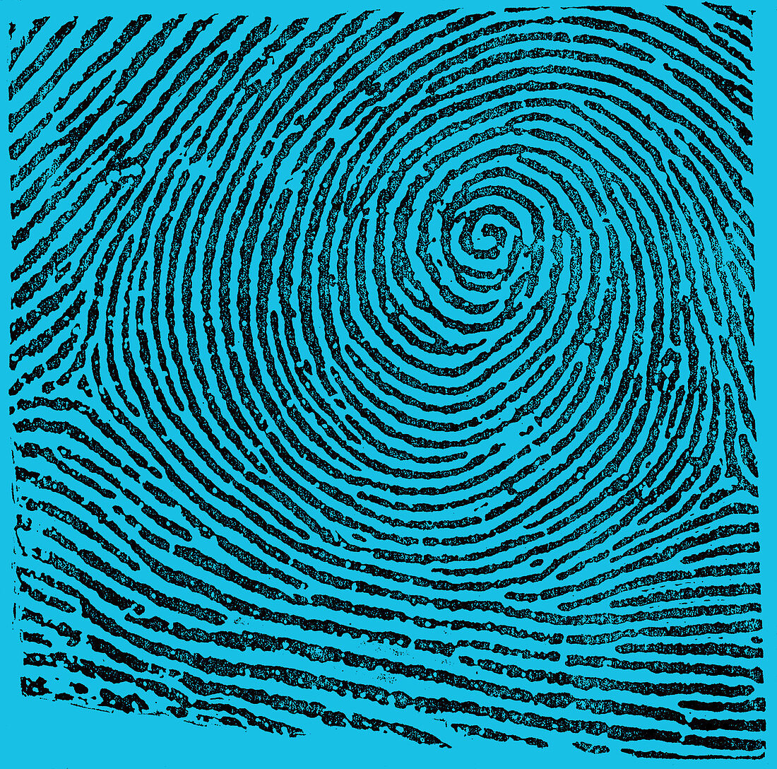 Typical Whorl Pattern, 1900