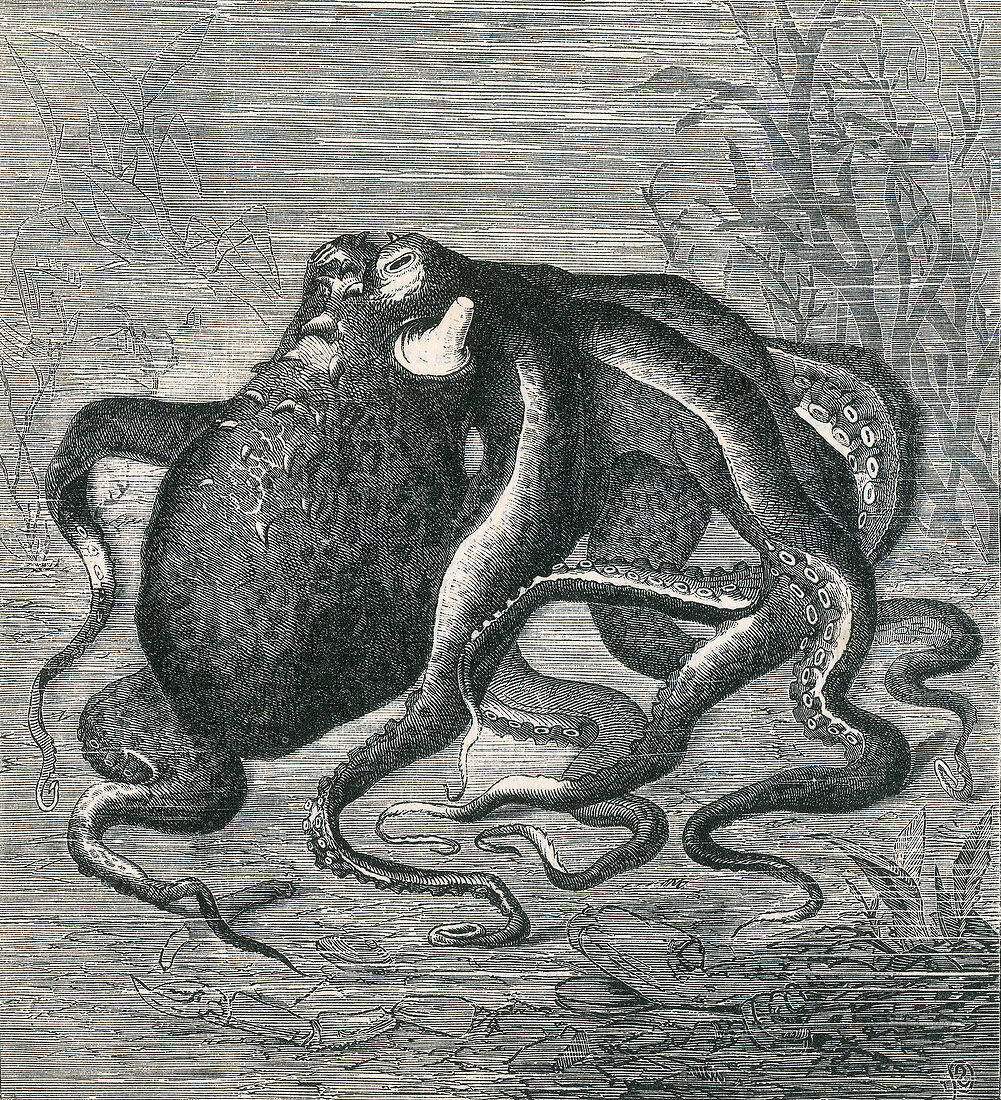 Octopus, 1873