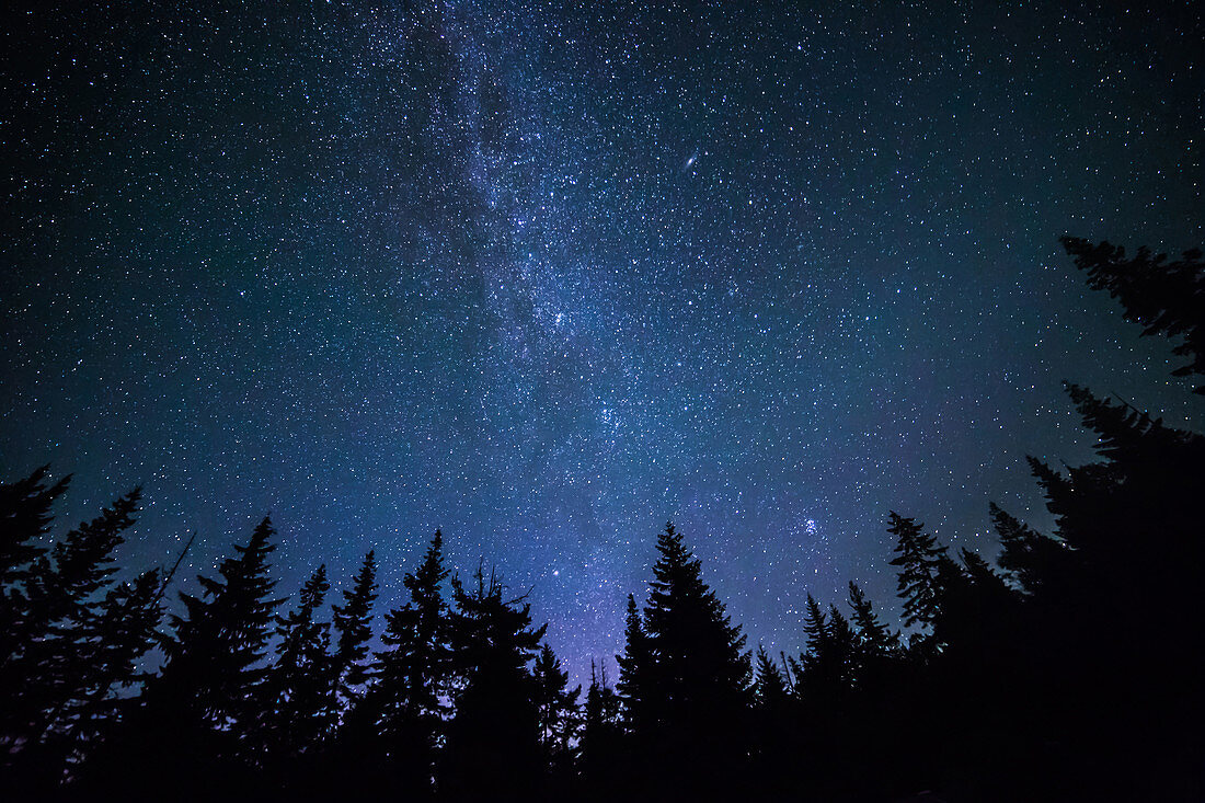 Northern Milky Way and Forest