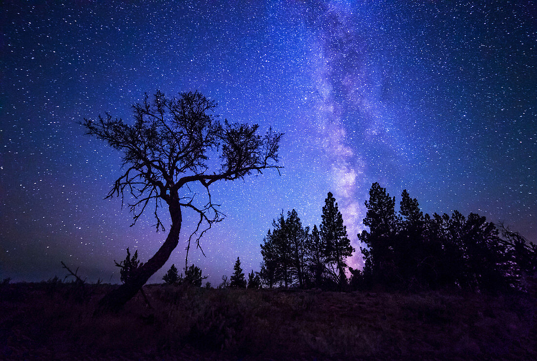 Milky Way and Small Tree, Oregon
